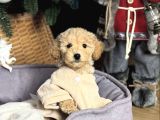 APRİCOT TOY POODLE YAVRULAR