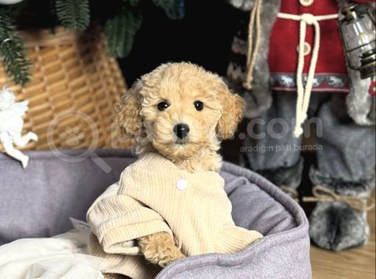 Apri̇cot Toy Poodle Yavrular