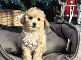 Apri̇cot Toy Poodle Yavrular