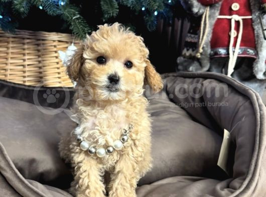 Apri̇cot Toy Poodle Yavrular görsel