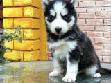 SAFKAN HUSKY YAVRULARI