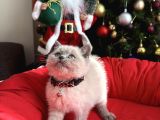 British Shorthair Ve Longhair Bluepoint Bebekler