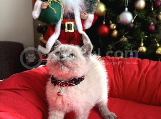 British Shorthair Ve Longhair Bluepoint Bebekler görsel