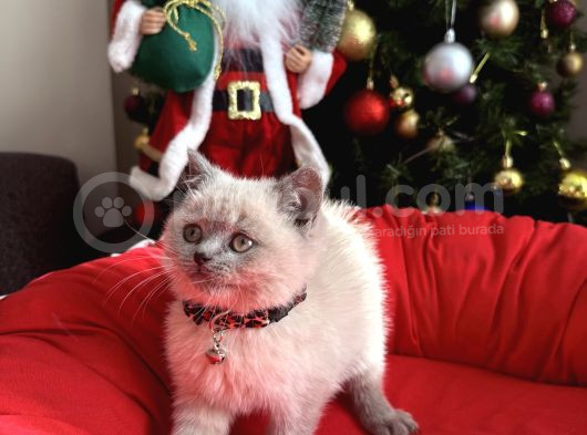 British Shorthair Ve Longhair Bluepoint Bebekler görsel