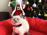 British Shorthair Ve Longhair Bluepoint Bebekler