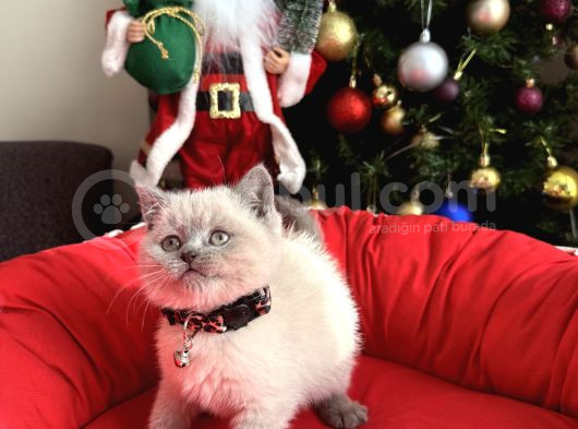 British Shorthair Ve Longhair Bluepoint Bebekler görsel