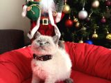 British Shorthair ve Longhair Bluepoint Bebekler