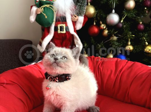 British Shorthair Ve Longhair Bluepoint Bebekler