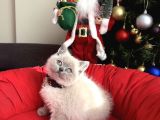 British Shorthair Ve Longhair Bluepoint Bebekler