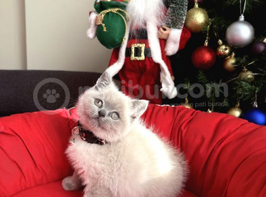 British Shorthair Ve Longhair Bluepoint Bebekler görsel