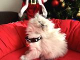 British Shorthair Ve Longhair Bluepoint Bebekler