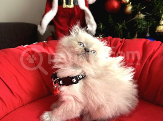 British Shorthair Ve Longhair Bluepoint Bebekler görsel