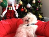 British Shorthair Ve Longhair Bluepoint Bebekler
