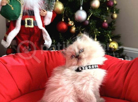 British Shorthair Ve Longhair Bluepoint Bebekler görsel