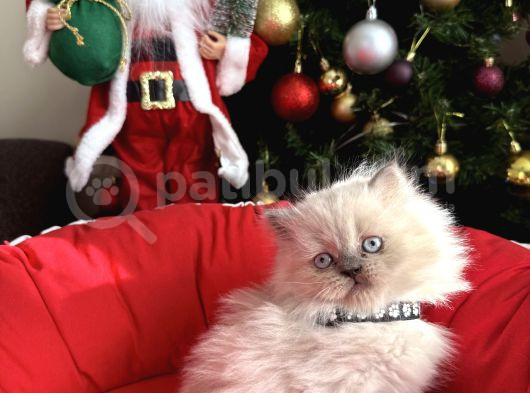 British Shorthair Ve Longhair Bluepoint Bebekler görsel