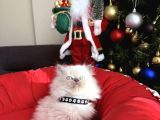 British Shorthair Ve Longhair Bluepoint Bebekler
