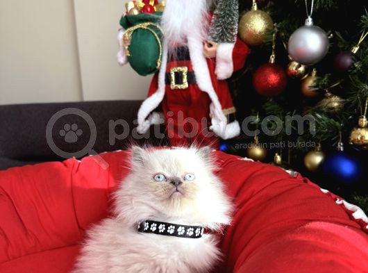 British Shorthair Ve Longhair Bluepoint Bebekler görsel