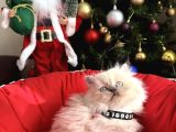 British Shorthair Ve Longhair Bluepoint Bebekler