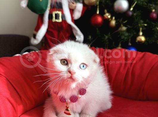 Scottish Odd Eyes Ve Blue Bebekler görsel