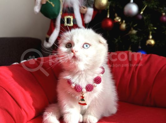 Scottish Odd Eyes Ve Blue Bebekler görsel