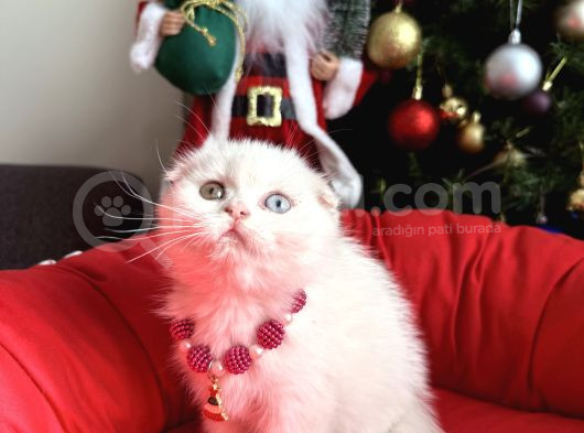 Scottish Odd Eyes Ve Blue Bebekler