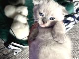 Scottish Fold 