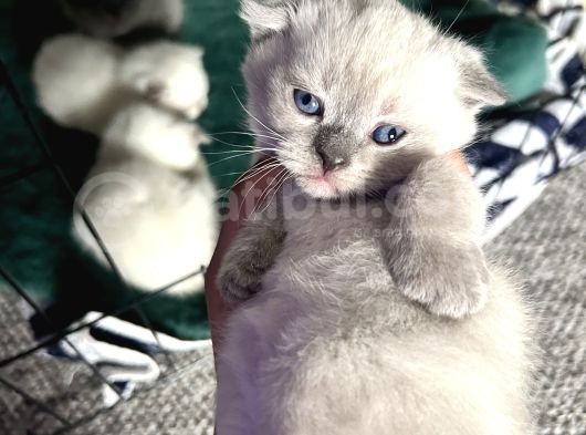 Scottish Fold  görsel