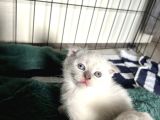 Scottish fold 