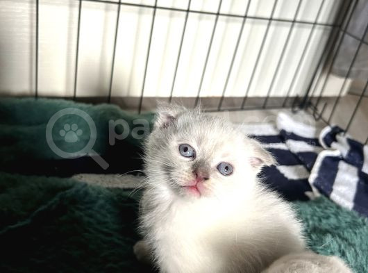 Scottish Fold 