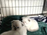 Scottish Fold