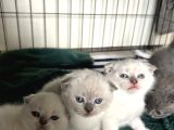 Scottish Fold