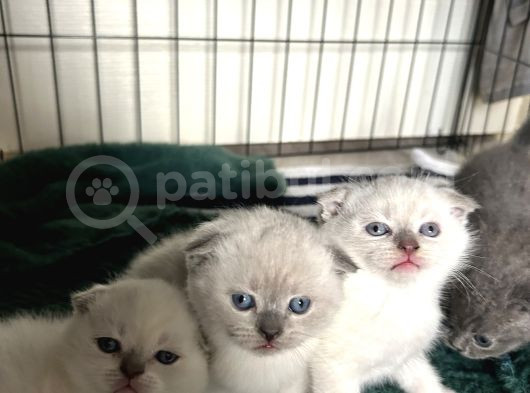 Scottish Fold görsel