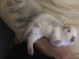 Scottish fold