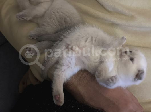 Scottish Fold