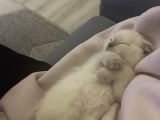 Scottish Fold 