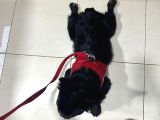 Fluffy French Bulldog