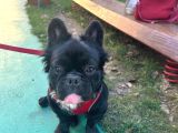 Fluffy French Bulldog