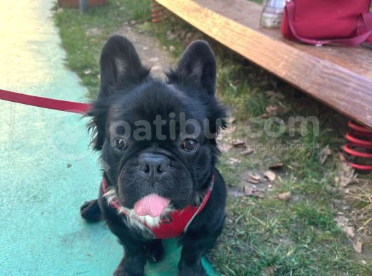 Fluffy French Bulldog görsel