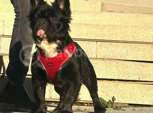 Fluffy French Bulldog görsel