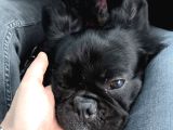 Fluffy French Bulldog