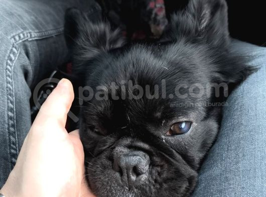 Fluffy French Bulldog görsel