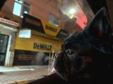FLUFFY FRENCH BULLDOG