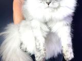 XL MAINE COON SAFKAN SECERELİ YAVRULAR