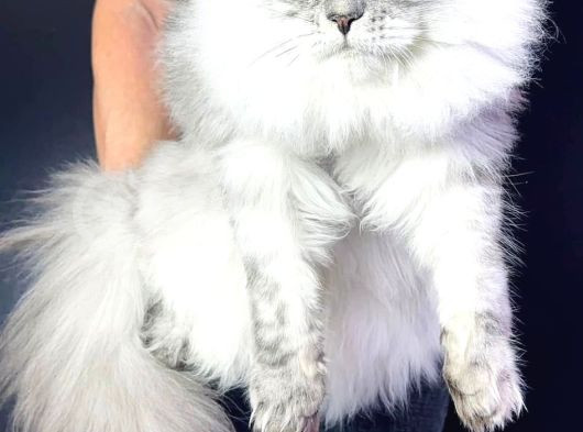 Xl Maine Coon Safkan Secereli̇ Yavrular