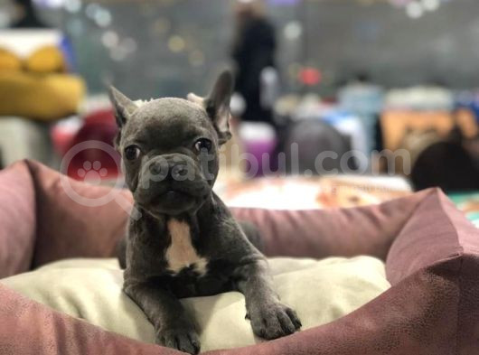 Blue Tan Fransiz Bulldog Ori̇ji̇nal Garanti̇li̇