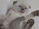 Aile Sıcaklığnda Büyüyen  Scottish Fold British Yavrular