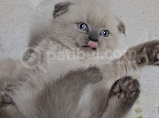 Aile Sıcaklığnda Büyüyen  Scottish Fold British Yavrular görsel