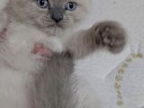 Aile Sıcaklığnda Büyüyen  Scottish Fold British Yavrular