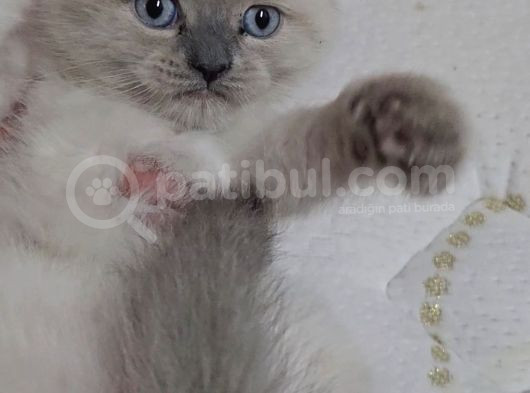 Aile Sıcaklığnda Büyüyen  Scottish Fold British Yavrular görsel