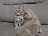 Aile Sıcaklığnda Büyüyen  Scottish Fold British Yavrular